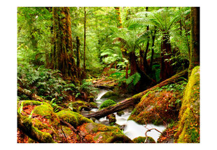 Fototapeet - Rainforest hind ja info | Fototapeedid | hansapost.ee