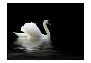 Fototapeet - swan (black and white) цена и информация | Фотообои | hansapost.ee