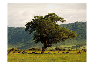 Fototapeet - In a crater of Ngoro ngoro hind ja info | Fototapeedid | hansapost.ee