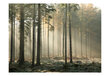 Fototapeet - Foggy November morning цена и информация | Fototapeedid | hansapost.ee