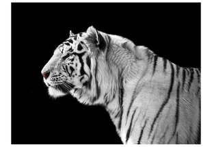 Fototapeet - White tiger hind ja info | Fototapeedid | hansapost.ee