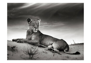 Fototapeet - Black and white lioness hind ja info | Fototapeedid | hansapost.ee