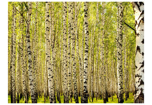 Fototapeet - Birch forest цена и информация | Фотообои | hansapost.ee