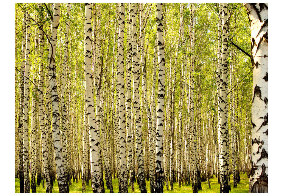 Fototapeet - Birch forest цена и информация | Fototapeedid | hansapost.ee
