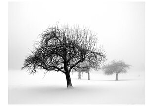 Fototapeet - Winter: Trees цена и информация | Фотообои | hansapost.ee