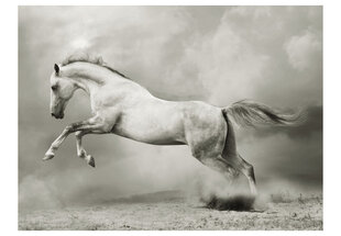 Fototapeet - Wild Stallion hind ja info | Fototapeedid | hansapost.ee