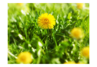 Fototapeet - Dandelion flowers hind ja info | Fototapeedid | hansapost.ee