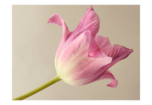 Fototapeet - Pink tulip hind ja info | Fototapeedid | hansapost.ee
