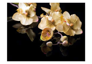 Fototapeet - Orchids in ecru color hind ja info | Fototapeedid | hansapost.ee