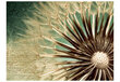 Fototapeet - Focus on dandelion hind ja info | Fototapeedid | hansapost.ee