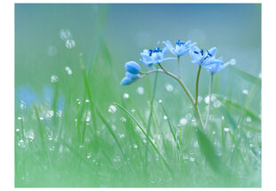 Fototapeet - A meadow at dawn hind ja info | Fototapeedid | hansapost.ee