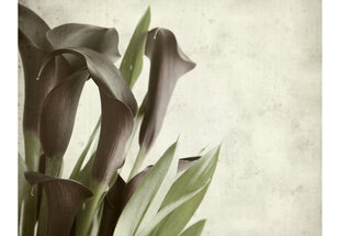 Fototapeet - Dark purple calla lilies - old paper background hind ja info | Fototapeedid | hansapost.ee