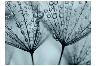 Fototapeet - Turquoise dandelion hind ja info | Fototapeedid | hansapost.ee