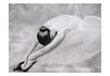 Fototapeet - photo: ballerina hind ja info | Fototapeedid | hansapost.ee