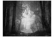 Fototapeet - Forest of shadows hind ja info | Fototapeedid | hansapost.ee