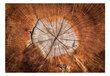 Fototapeet - The Soul of a Tree цена и информация | Fototapeedid | hansapost.ee