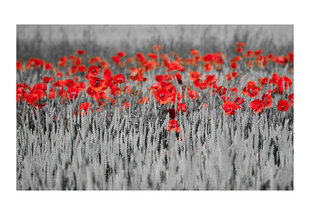 Fototapeet - Red poppies on black and white background цена и информация | Фотообои | hansapost.ee