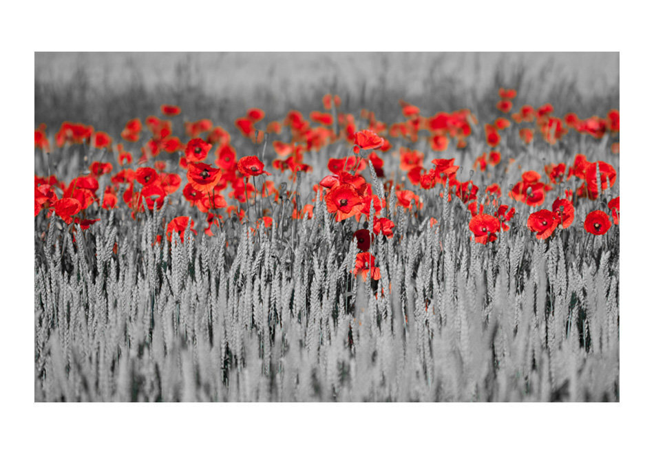 Fototapeet - Red poppies on black and white background hind ja info | Fototapeedid | hansapost.ee