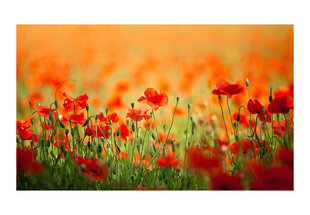 Fototapeet - Poppies in shiny summer day hind ja info | Fototapeedid | hansapost.ee