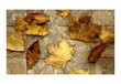 Fototapeet - Harbinger of autumn hind ja info | Fototapeedid | hansapost.ee