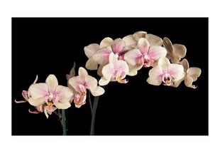 Fototapeet - Õitsev orhidee hind ja info | Fototapeedid | hansapost.ee