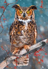 Пазл Castorland Great Horned Owl, 500 дет. цена и информация | Пазлы | hansapost.ee