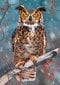 Pusle Castorland Great Horned Owl, 500 osaline hind ja info | Pusled lastele ja täiskasvanutele | hansapost.ee