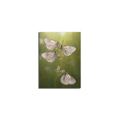 Репродукция Бабочки цена и информация | Репродукции, картины | hansapost.ee