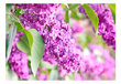 Fototapeet - Lilac flowers hind ja info | Fototapeedid | hansapost.ee