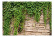 Fototapeet - Ivy wall цена и информация | Fototapeedid | hansapost.ee