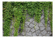 Fototapeet - Green wall hind ja info | Fototapeedid | hansapost.ee