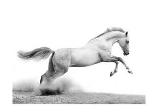 Fototapeet - White gallop hind ja info | Fototapeedid | hansapost.ee