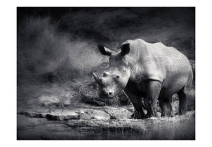 Fototapeet - Rhinoceros lost in reverie hind ja info | Fototapeedid | hansapost.ee