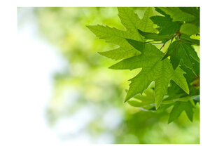 Fototapeet - leaves (Shallow focus) цена и информация | Фотообои | hansapost.ee