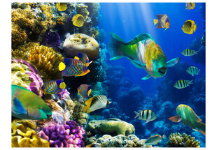 Fototapeet - Underwater paradise hind ja info | Fototapeedid | hansapost.ee