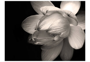 Fototapeet - Lotus flower hind ja info | Fototapeedid | hansapost.ee