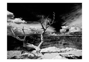 Fototapeet - Grand Canyon tree hind ja info | Fototapeedid | hansapost.ee