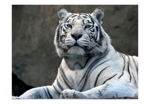 Fototapeet - Bengali tiger in zoo hind ja info | Fototapeedid | hansapost.ee