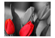 Fototapeet - Red tulips on black and white background hind ja info | Fototapeedid | hansapost.ee