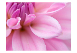 Fototapeet - Flower petals - dahlia hind ja info | Fototapeedid | hansapost.ee