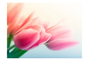 Fototapeet - Spring and tulips hind ja info | Fototapeedid | hansapost.ee