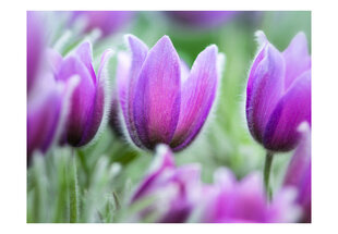 Fototapeet - Purple spring tulips hind ja info | Fototapeedid | hansapost.ee