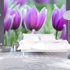 Fototapeet - Purple spring tulips hind ja info | Fototapeedid | hansapost.ee