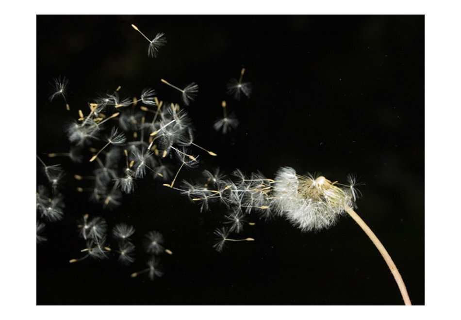 Fototapeet - Dandelion seeds carried by the wind hind ja info | Fototapeedid | hansapost.ee