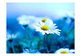 Fototapeet - Daisy on a blue meadow hind ja info | Fototapeedid | hansapost.ee