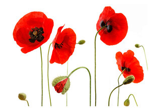 Fototapeet - Red poppies, summertime reminiscence hind ja info | Fototapeedid | hansapost.ee