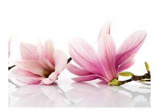 Fototapeet - Magnolia flower hind ja info | Fototapeedid | hansapost.ee