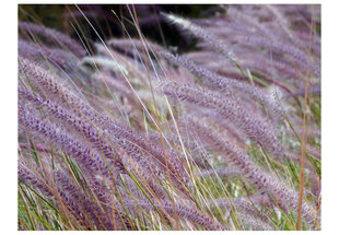 Fototapeet - Green field and purple flowers hind ja info | Fototapeedid | hansapost.ee