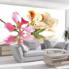 Fototapeet - Tropical flowers - orchid tree (bauhinia) hind ja info | Fototapeedid | hansapost.ee