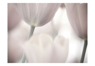 Fototapeet - Tulips fine art - black and white hind ja info | Fototapeedid | hansapost.ee